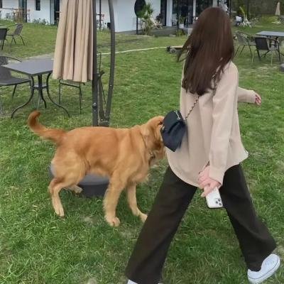 法庭之龙